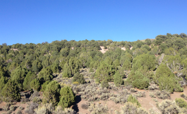 Pinyon and Juniper woodland