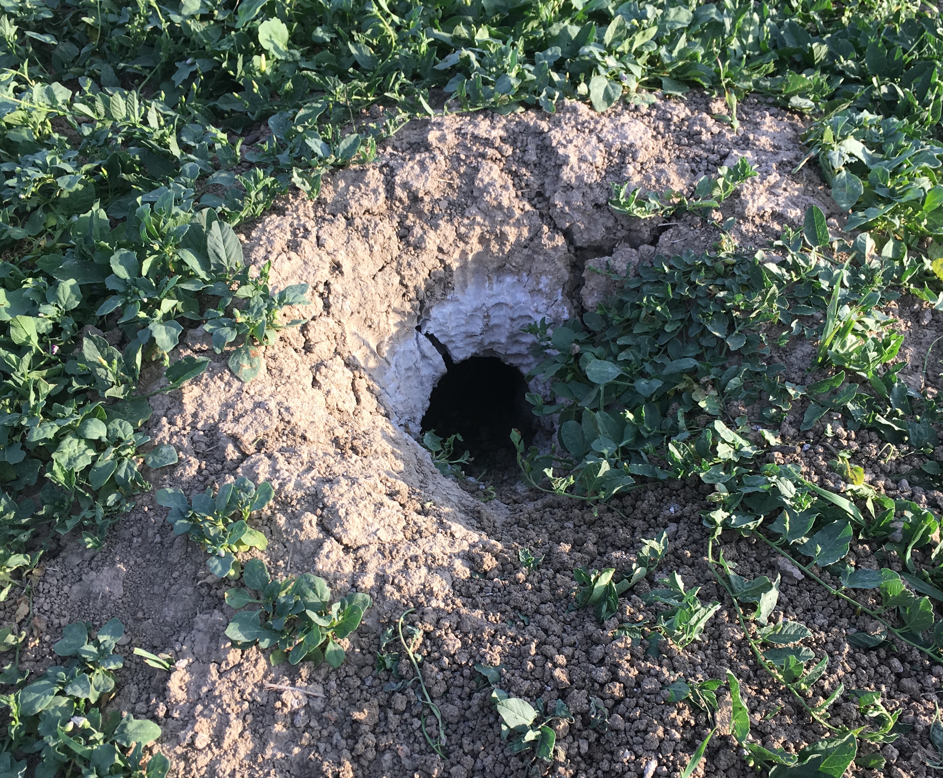 Prairie dog burrow