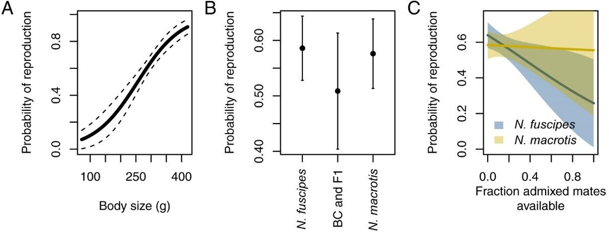 Plots of woodrat probability of reproduction versus body size and fraction of admixed mates available